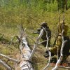 Захватывающий пейнтбол с ВПК 