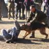 Турнир Честь и мужество 2015