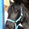 Турнир Честь и мужество 2015